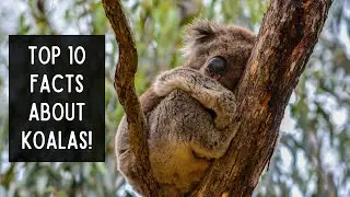 Top 10 Facts About Koalas! 🐨