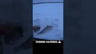 ЛОВИМ НАЛИМОВ #рыбалка #продольники #перемет #зима #лунка #трофей #налим #рыба #река #налимзимой