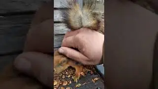 Погладил ещё одну белку / Stroked another squirrel