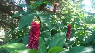 Gregorian Flower Power