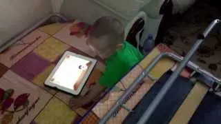 Тасбака