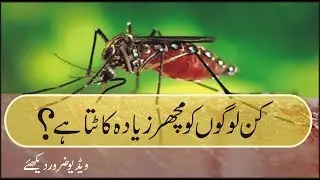 Why Do Mosquitoes Bite Some People and Not Others? Urdu/ Hindi