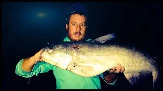 Fall Catfishing with shad and skipjack
