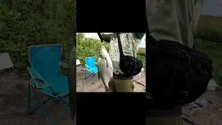 Рыбалка на р.Пахре, лещ на фидер.