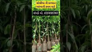 આંબાની કલમ