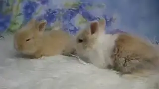 Króliczki z Miotu P