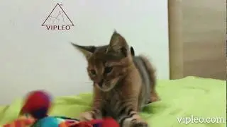 VIPLEO®. Каракет ф1 мальчик. Caracat F1