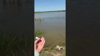 Воды пруд пруди