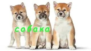 ВИДЕО ДЛЯ ДЕТЕЙ   Учим животных  Учим голоса и звуки домашних животных  Животные для детей