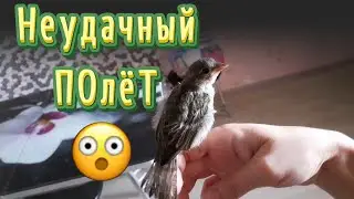 Птенец ВОРОБЬЯ учится ЛЕТАТЬ. Пока не очень удачно....