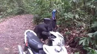 NEMU BURUNG KASUARI LIAR LANGKAH - BUKTI PAPUA ITU KAYA