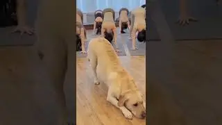 You laugh , you lose 😂 | part 10 ❣️ #funnyvideos #funnyanimals #vadivelu #sendhil #pet #crazydogs