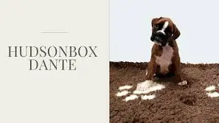 Hudsonbox Dante @ 6 weeks old