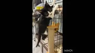 Cat cares for his fellow cat.Do you like?