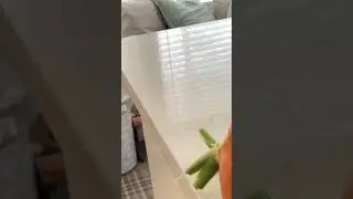 Giant carrot