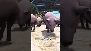Свинья, которая влюбилась… или что-то пострашнее? 😨