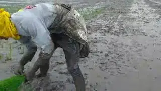 Sabes cómo se siembra arroz🌾🌾?