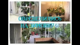 #орхидеи