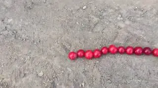 Давим 50 вишенок самокатом