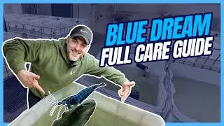 Blue Dream Shrimp | Blue Neocaridina FULL Care Guide [Shrimp Saturday]