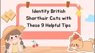 🐾 How to Identify a British Shorthair Cat | 9 Easy Tips for Cat Lovers! 🐾