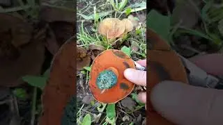 Дубовик оливково-бурый