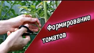 Формирование томатов