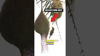 🐦The Weaver Bird Is The ARCHITECT Of NATURE!🏰 