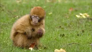 sad monkey