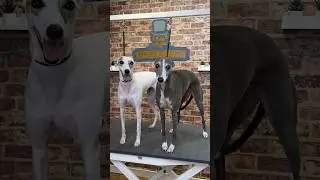 Doggy Daily Epispde 349: Mia and Luna the Whippets 🐾 #whippets #doggrooming