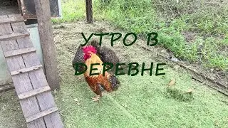 Атмосфера деревни утром. Пение птиц.  / Звуки природы. Relax