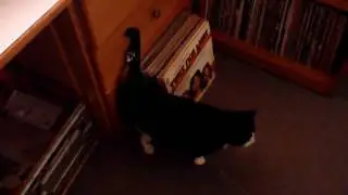 cat with dental floss on its tail
