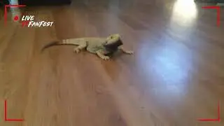 Прикол змея ( ящереца )