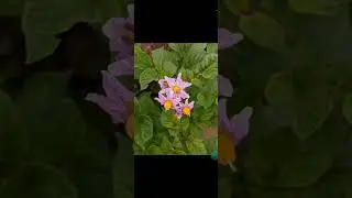 GCam 8.8 , awb on/off , SmartScreenRecord