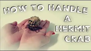 How To Handle A Hermit Crab/What To Do If It Pinches You