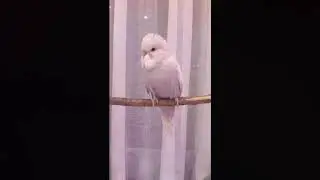 Птенец ВВП Чеха (выставочный волнистый попугай)