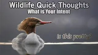 Wildlife Photography Quick Thoughts - What is Your Intent