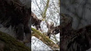 Bald Eagle Epic Catch | Best Wildlife Photography 