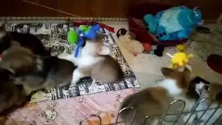 Щенки Вельш-корги пемброка. Продажа.
