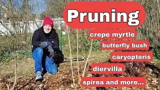 Pruning Crepe Myrtle and other Shrubs
