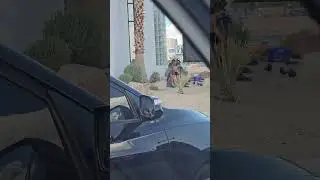 Pigeon King 