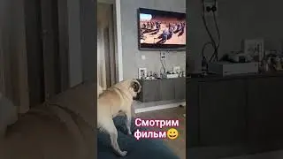 #собака #животные #забавные #собаки #мопс