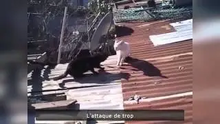 THE BEST COMPILATION OF FUNNY VIDEOS IN DECEMBER 2013  FUNNY VIDEOS