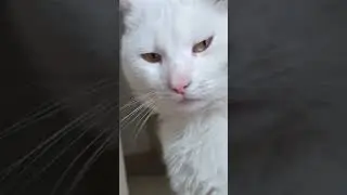 #рекомендации #реки #cat #catlover #music #cute #funny