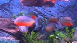 mes piranhas 450 l
