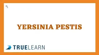 Yersinia pestis causes bubonic plague - BLACK DEATH
