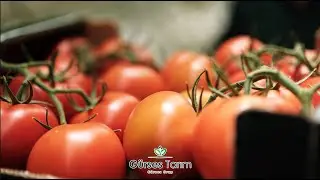 Gürses Tarım Sera Sandıklı Tanıtım Filmi #sandıklı #afyon #afyonkarahisar #greenhouse #tomatoes #4k