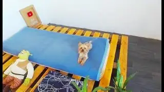 Йоркширский терьер Марсель. Стрижка /Yorkshire Terrier Marcel. A haircut
