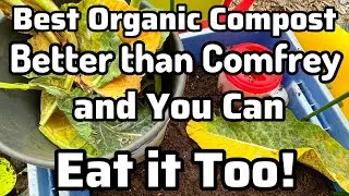 Comfrey vs COLLARD / Fertilizer & Compost for Tomatoes Cucumbers Zucchini Squash Container Gardening
