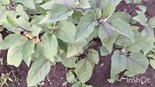 Мой огород. Трава , трава-кругом трава. Не успеваю рвать🙀